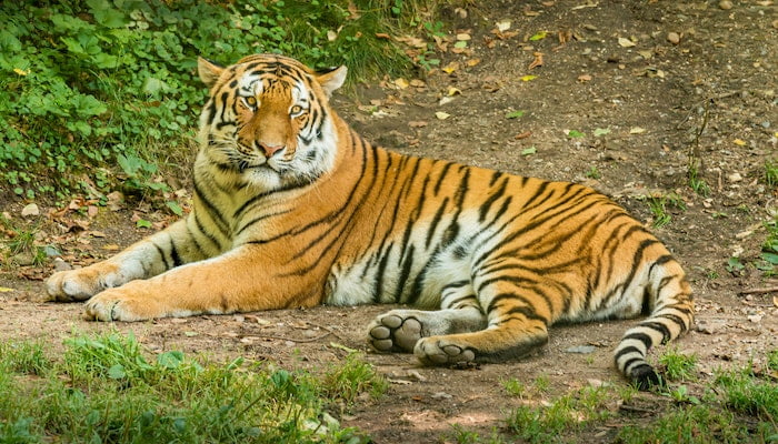 royal-bengal-tiger-information-in