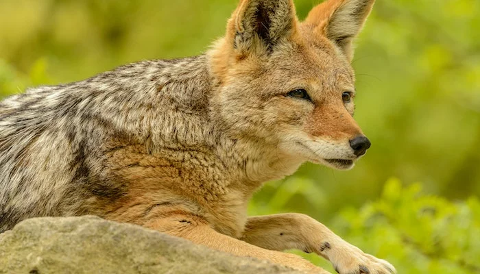 Fox Information In Marathi