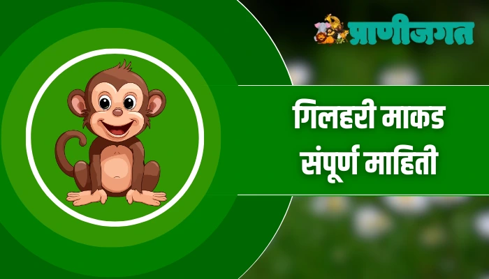 Gilhari Rama गिलहरी माकड संपूर्ण माहिती Gilhari monkey Information In Marathi ...