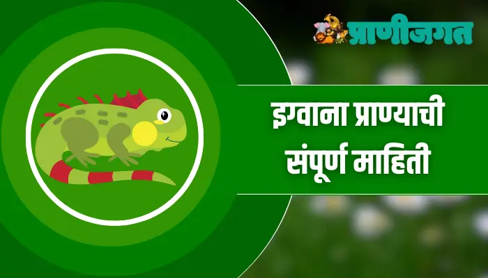 इग्वाना प्राण्याची संपूर्ण माहिती Iguana animal Information In Marathi Iguana animal Information In Marathi