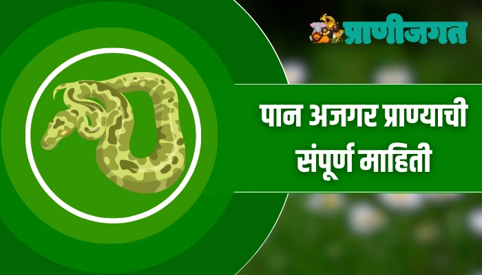पान अजगर प्राण्याची संपूर्ण माहिती Anaconda Animal Information In Marathi Anaconda Animal Information In Marathi