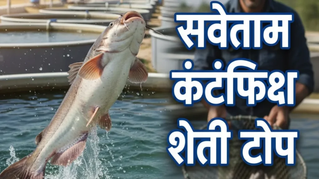 सर्वोत्तम कॅटफिश शेती टिप्स | नवशिक्यांसाठी मार्गदर्शन