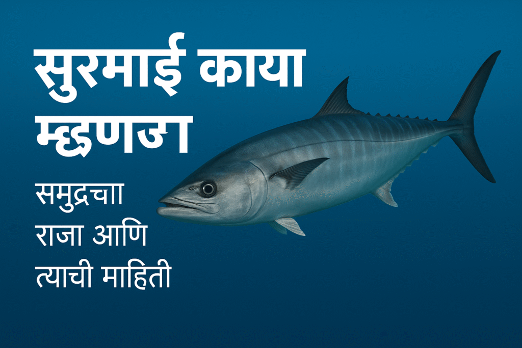 सुरमई मासा म्हणजे काय? | जगातील सर्वात लोकप्रिय सागरी मासा, त्याचे फायदे, पौष्टिक मूल्य आणि माहिती सुरमई मासा