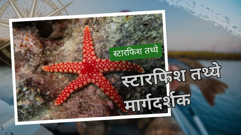 स्टारफिश तथ्ये आणि महासागरातील प्राणी मार्गदर्शक | आश्चर्यकारक सागरी जीवन