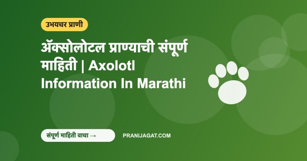 ॲक्सोलोटल प्राण्याची संपूर्ण माहिती | Axolotl Information In Marathi