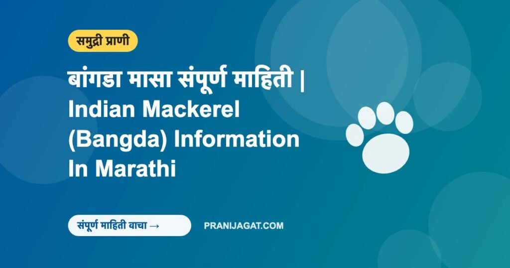 बांगडा मासा संपूर्ण माहिती | Indian Mackerel (Bangda) Information In Marathi बांगडा मासा संपूर्ण माहिती | Indian Mackerel (Bangda) Information In Marathi