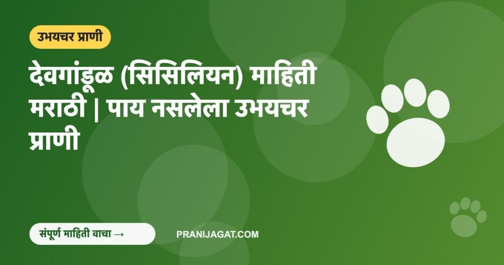 देवगांडूळ (सिसिलियन) माहिती मराठी | पाय नसलेला उभयचर प्राणी देवगांडूळ (सिसिलियन) माहिती मराठी | पाय नसलेला उभयचर प्राणी