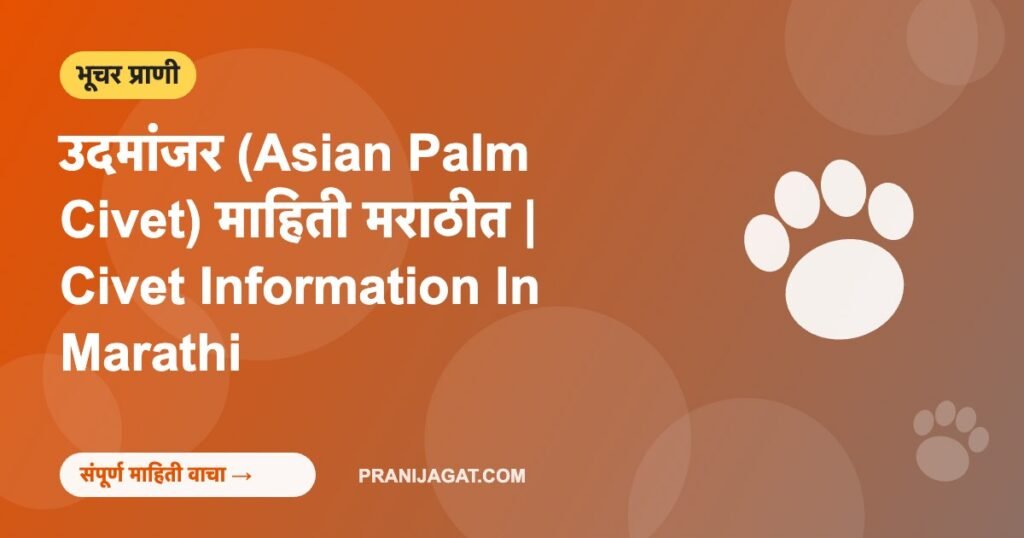 उदमांजर (Asian Palm Civet) माहिती मराठीत | Civet Information In Marathi उदमांजर (Asian Palm Civet) माहिती मराठीत | Civet Information In Marathi