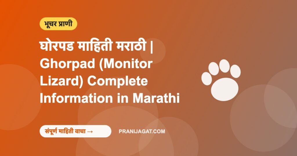घोरपड माहिती मराठी | Ghorpad (Monitor Lizard) Complete Information in Marathi