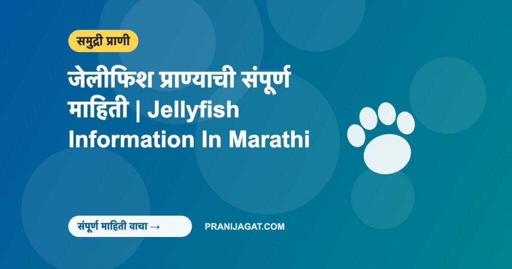 जेलीफिश प्राण्याची संपूर्ण माहिती | Jellyfish Information In Marathi