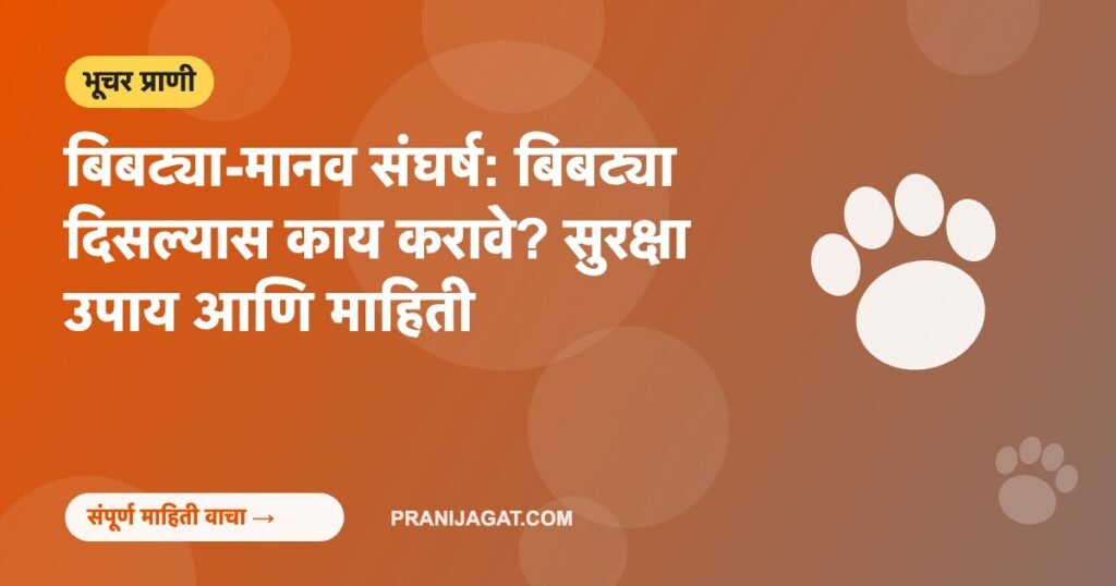 बिबट्या-मानव संघर्ष: बिबट्या दिसल्यास काय करावे? सुरक्षा उपाय आणि माहिती बिबट्या-मानव संघर्ष: बिबट्या दिसल्यास काय करावे? सुरक्षा उपाय आणि माहिती