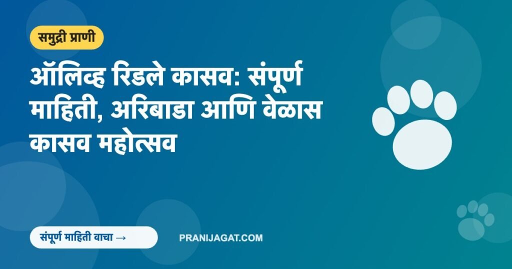 ऑलिव्ह रिडले कासव: संपूर्ण माहिती, अरिबाडा आणि वेळास कासव महोत्सव ऑलिव्ह रिडले कासव: संपूर्ण माहिती, अरिबाडा आणि वेळास कासव महोत्सव