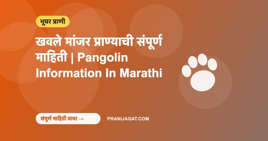 खवले मांजर प्राण्याची संपूर्ण माहिती | Pangolin Information In Marathi खवले मांजर प्राण्याची संपूर्ण माहिती | Pangolin Information In Marathi