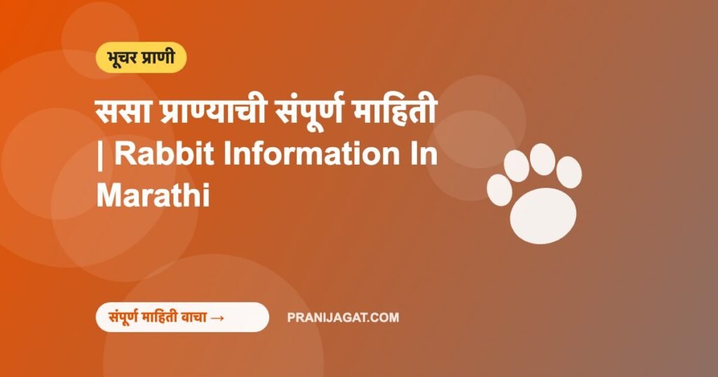ससा प्राण्याची संपूर्ण माहिती | Rabbit Information In Marathi