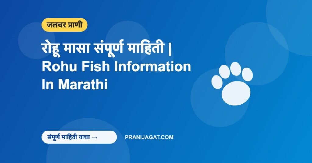 रोहू मासा संपूर्ण माहिती | Rohu Fish Information In Marathi रोहू मासा संपूर्ण माहिती | Rohu Fish Information In Marathi