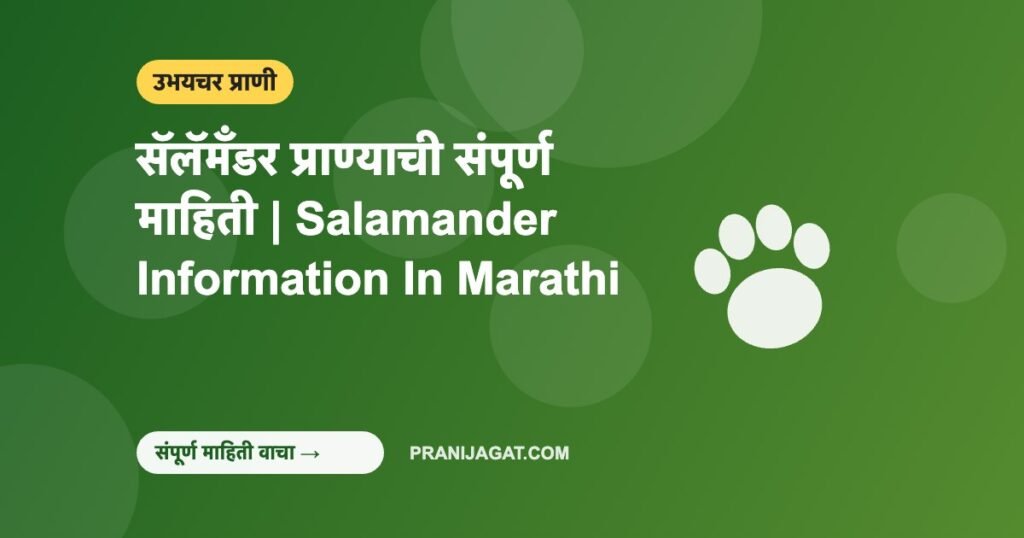 सॅलॅमँडर प्राण्याची संपूर्ण माहिती | Salamander Information In Marathi
