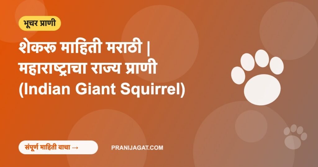 शेकरू माहिती मराठी | महाराष्ट्राचा राज्य प्राणी (Indian Giant Squirrel) शेकरू माहिती मराठी | महाराष्ट्राचा राज्य प्राणी (Indian Giant Squirrel)