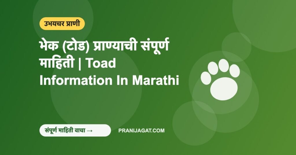 भेक (टोड) प्राण्याची संपूर्ण माहिती | Toad Information In Marathi भेक (टोड) प्राण्याची संपूर्ण माहिती | Toad Information In Marathi
